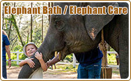 Elephant bathing/Elephant care Khaolak