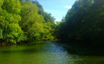 Cave Temple and Mangrove Kayaking Day Trip