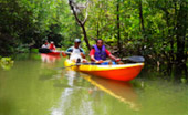 Cave Temple and Mangrove Kayaking Day Trip