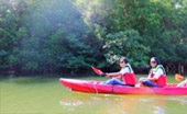 Cave Temple and Mangrove Kayaking Day Trip