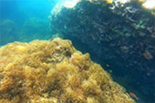 The new Selection of snorkeling Thai Bay