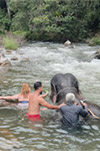 Khao Sok: Elephant Bath in nature