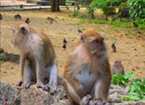 Khao Sok: Elephant Bath in nature