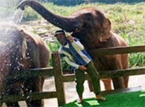 Khao Sok: Elephant Bath in nature