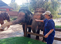 Khao Sok: Elephant Bath in nature