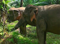 Khao Sok: Elephant Bath in nature