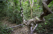 Nature Discovery :  Khao Sok