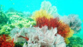 Prathong Archipelago Untouch Area of Red Sea Fan