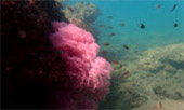 Prathong Archipelago Untouch Area of Red Sea Fan